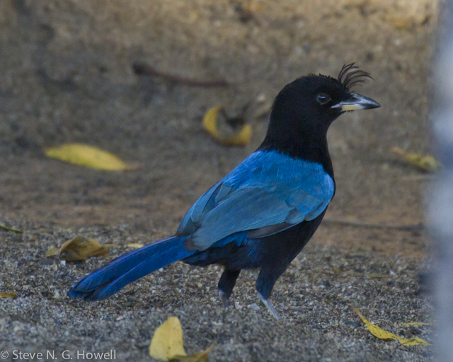 Image for Steve Howell on his just-completed tour to San Blas, Mexico