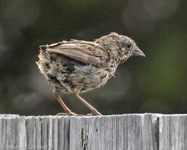 Image for Steve Howell reports on under-appreciated fall plumages.