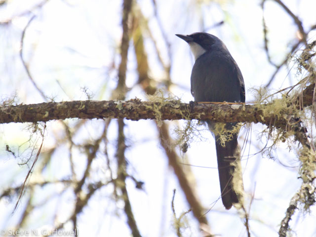 Image for Steve Howell on the conclusion of his tour to Mexico's Oaxaca and Western Chiapas