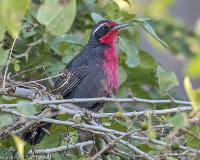 Image for Steve Howell sends a closing report from his month in West Mexico, barely enough time to celebrate the diversity of birds there&mdash;around 400 species seen with pretty casual birding!