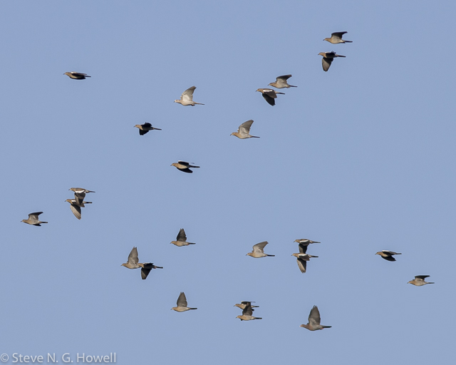 Image for Steve Howell reports from our recent tour to Veracruz, Mexico, where migration truly was a moving experience.