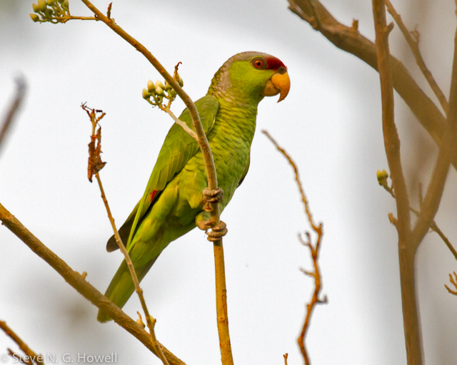 Image for Steve Howell from his ongoing tour, Mexico: Colima and Jalisco