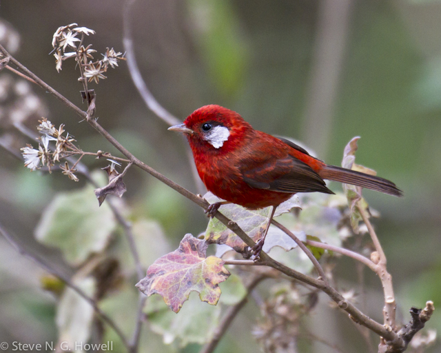 Image for Steve Howell on his recently completed tour, Mexico: Oaxaca and Western Chiapas