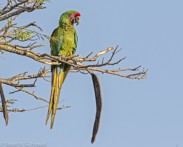 Image for Steve Howell on Military Macaws