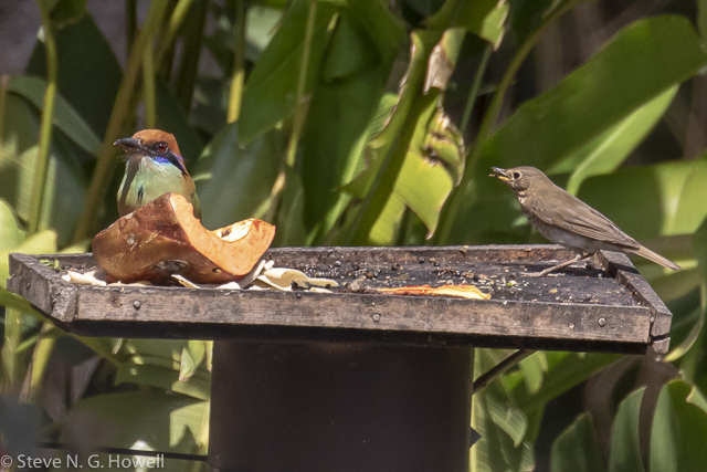 Image for Steve Howell reports from the quiet Rancho&nbsp;Primavera in West Mexico.&nbsp;