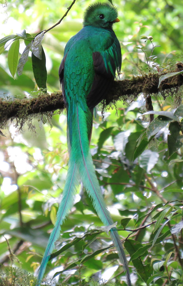 Image for Rich Hoyer on his and Luke Seitz's recently completed tour, Costa Rica