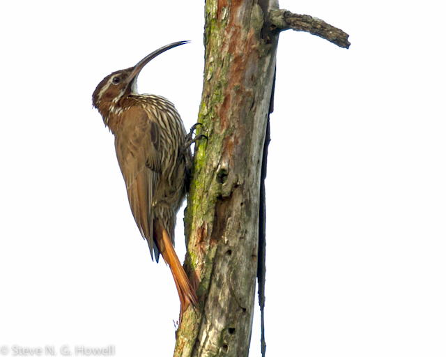 Image for Fabrice Schmitt and Steve Howell with a brief note on their pre-cruise tour to Iguaz&uacute; Falls.