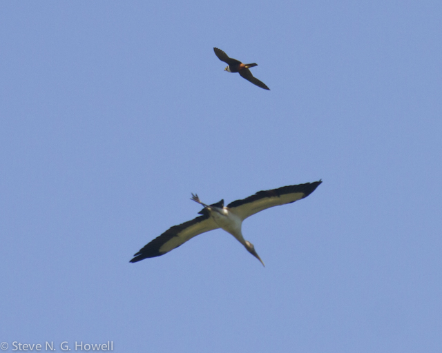 Image for Steve Howell reports from the recently concluded San Blas tour in western Mexico