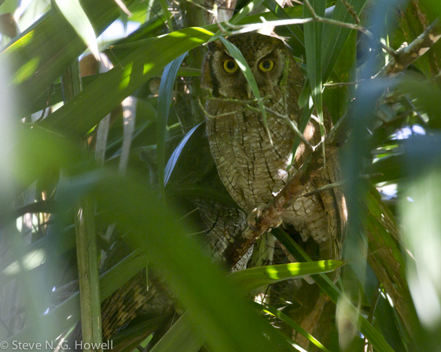 Image for Steve Howell from his exploration of Sani Lodge in Amazonian Ecuador
