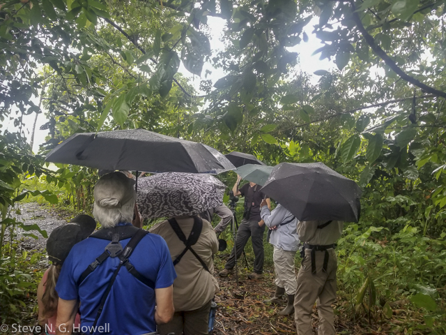 Image for Steve Howell recently joined our Costa Rica in July tour - as a participant! 