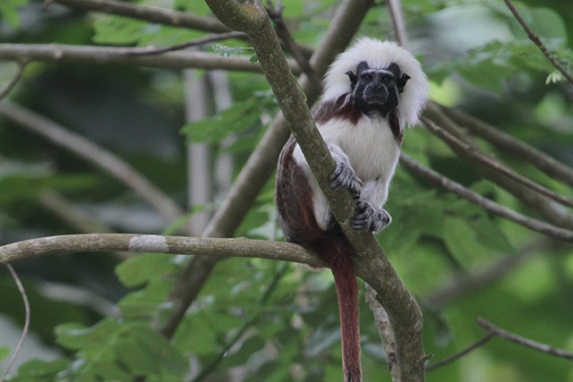 Image for Fabrice Schmitt on the first known photographs of the Colombian Speckled Tree-rat taken on the 2015 Colombia: The Santa Marta Mountains tour