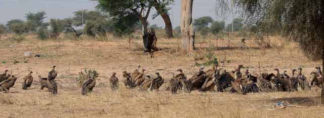 Image for Paul French on his Feb-Mar 2020 tour to Senegal