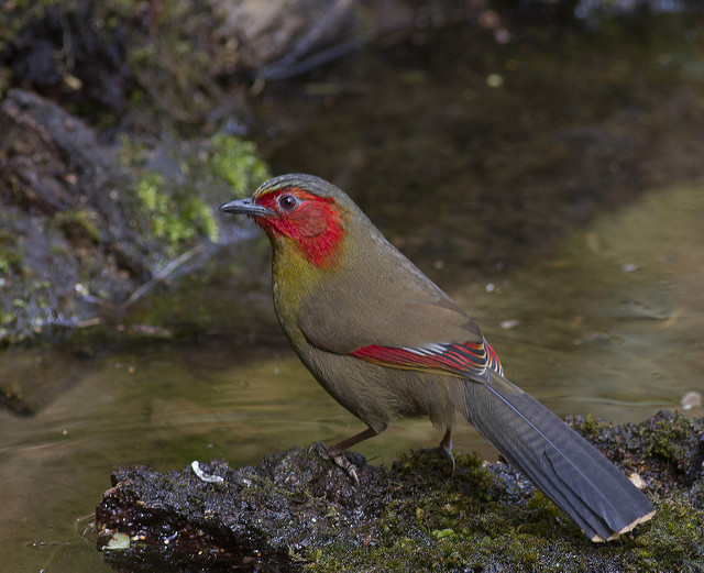 Image for Paul Holt from his on-going tour, China: Yunnan Province