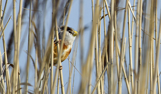 Image for Paul Holt on his just-concluded tour to the Beidaihe and Happy Island, China
