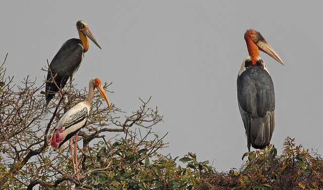 Image for Susan Myers on her recently completed tour, Cambodia