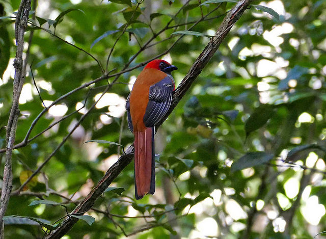 Image for Susan Myers on the conclusion of her recent tour to Borneo