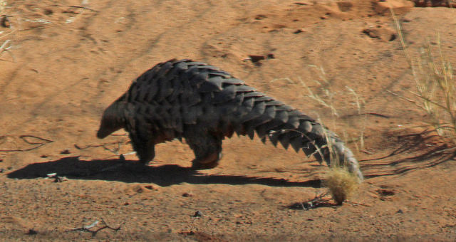 Image for Steve Rooke on his recently concluded tour to South Africa