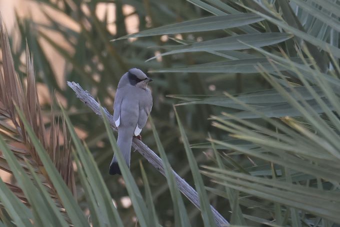 Image for Fabrice Schmitt reports from a recent tour to Oman