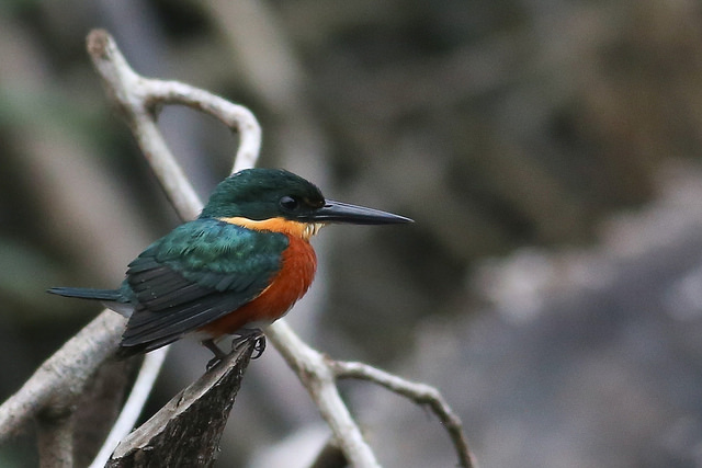 Image for Jon Feenstra on his recently completed tour, Ecuador: The Amazon Lowlands