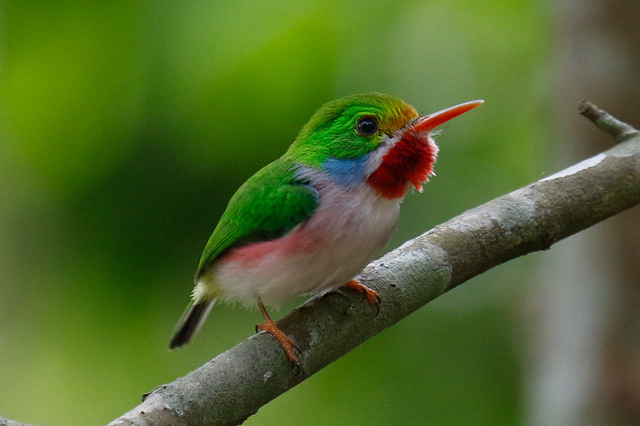 Image for Will Russell on WINGS' first Cuba tour