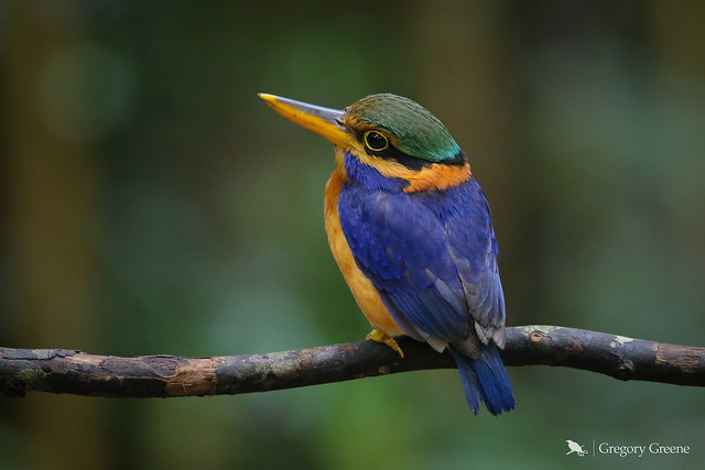 Image for Susan Myers and Greg Greene on their recent scouting trip to Peninsular Malaysa