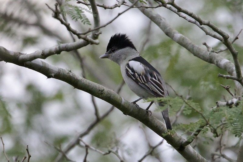 Image for Jake Mohlmann has just finished an amazing tour full of rarities in the lower Rio Grande Valley of Texas