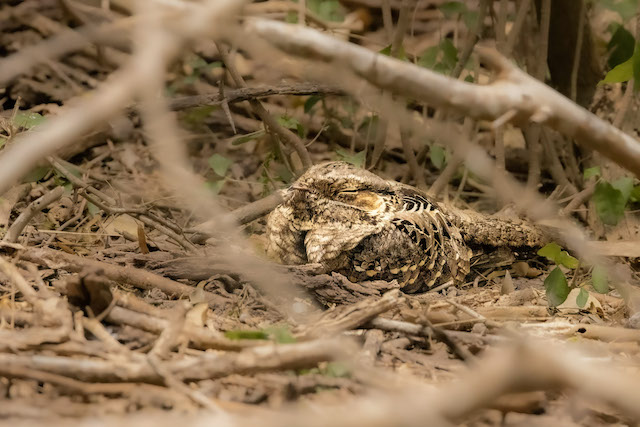 Image for Ethan Kistler reports from South Texas