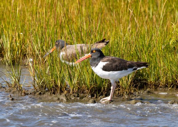 Image for Skye Haas: So Many Birds at Cape May!