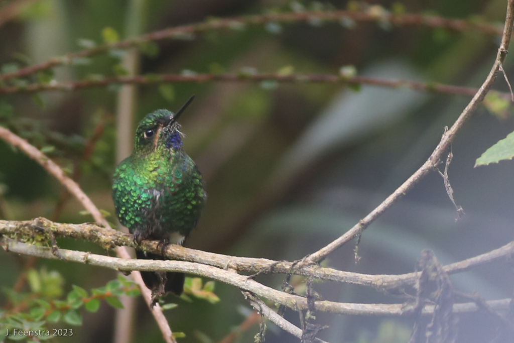 Image for Jon Feenstra reports from NW Ecudaor