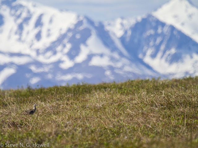 Image for Gavin Bieber and Steve Howell: A second report from their ongoing tour Alaska: The Majesty of the North