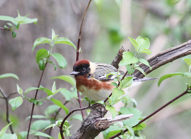 Image for Jon Dunn on his just completed tour,&nbsp;Spring Migration in the Midwest