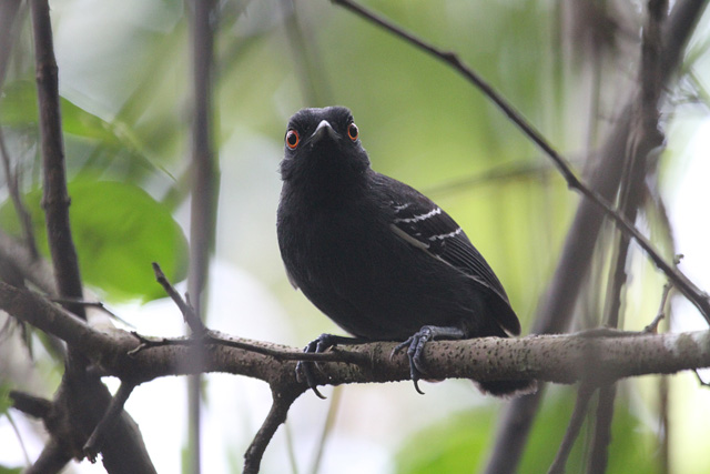 Image for Fabrice Schmitt on his just-concluded scouting trip to the Iquitos, Peru area
