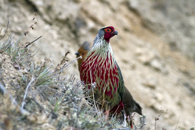 Image for Paul Holt from his on-going tour of Bhutan