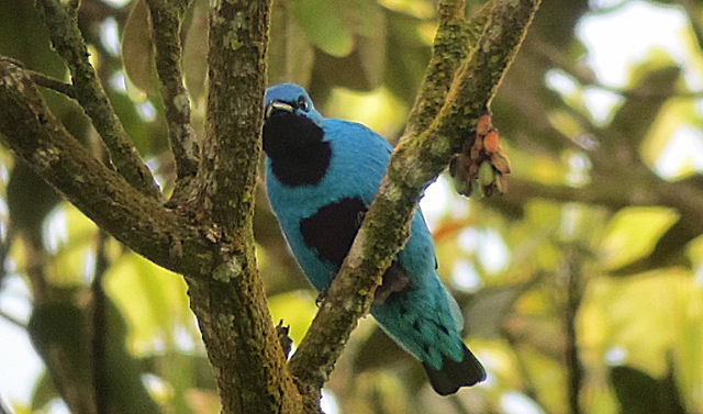 Image for Gavin Bieber from his recently completed tour,&nbsp;Panama: Spring at the Canopy Tower