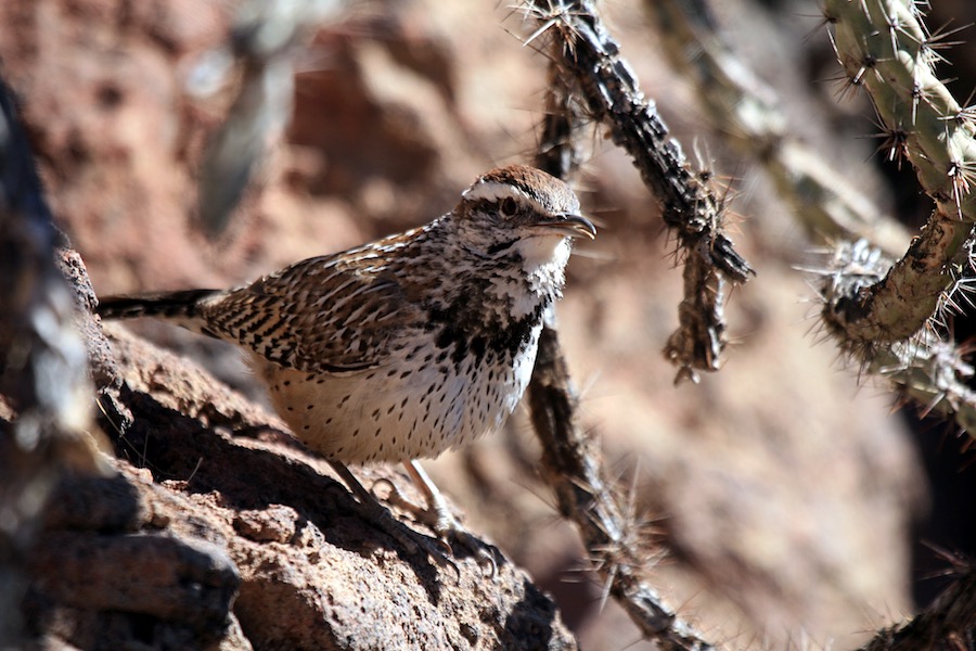 Image for Gavin Bieber reports from Southeastern Arizona