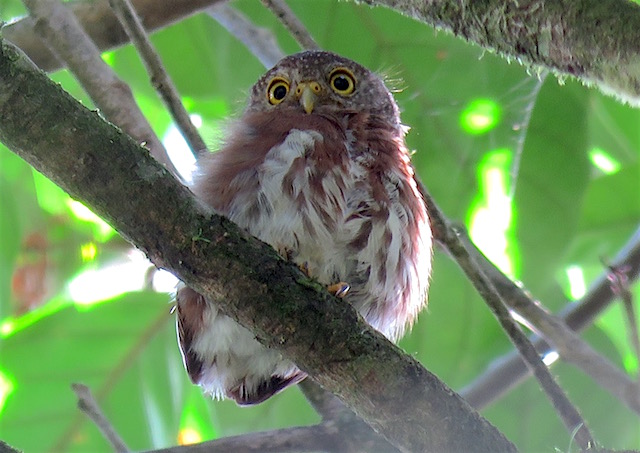 Image for Rich Hoyer on his recently completed tour, Costa Rica