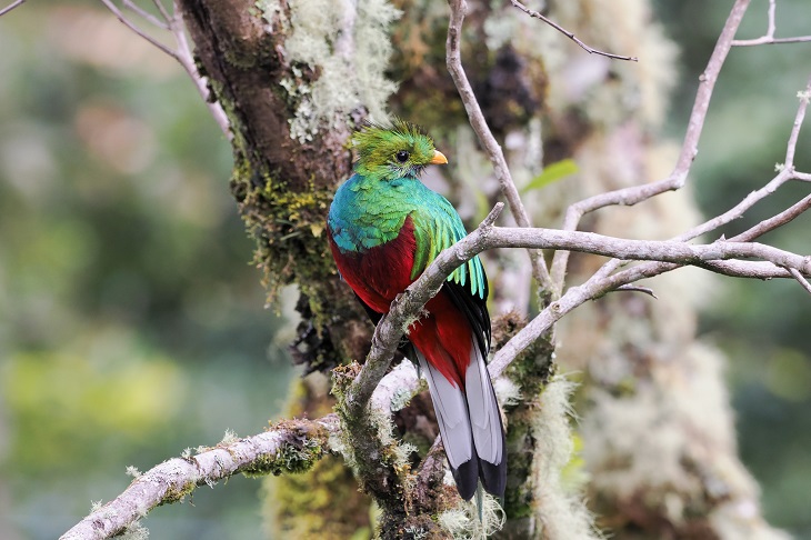 Image for Great birding on Costa Rica in July