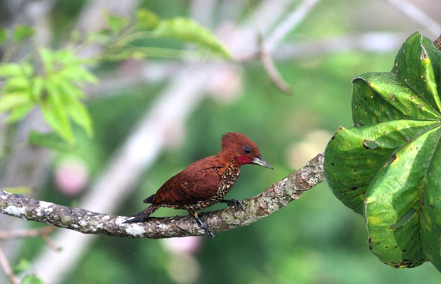 Image for Gavin Bieber reports from our Panama in Spring tour