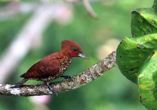 Image for Gavin Bieber on the completion of his tour to Panama: Fall at the Canopy Tower