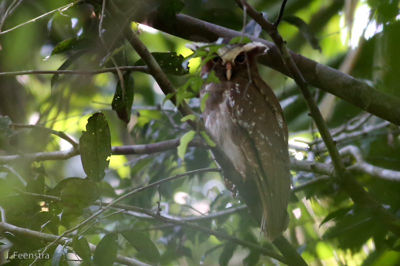 Image for Jon Feenstra on his recently completed tour, Ecuador: The Amazon Lowlands