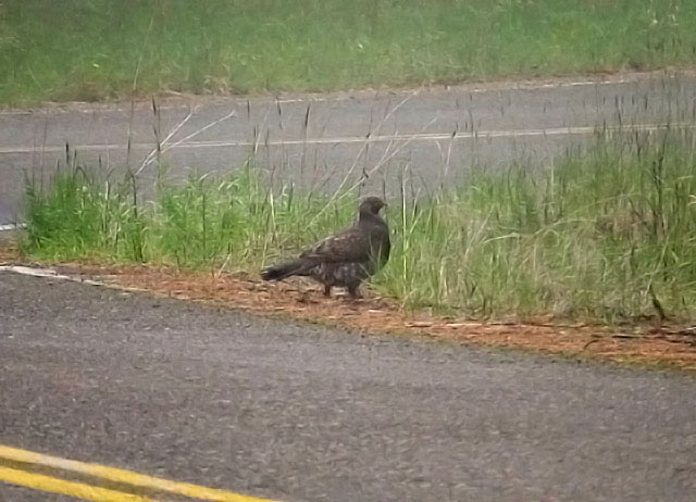 Image for Rich Hoyer on his just-completed Oregon in Spring tour