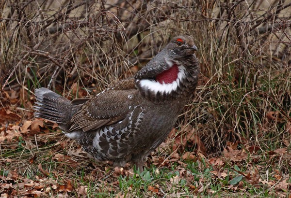 Image for Gavin Bieber on his and Evan Obercian's recently completed tour, Colorado: Lekking Grouse