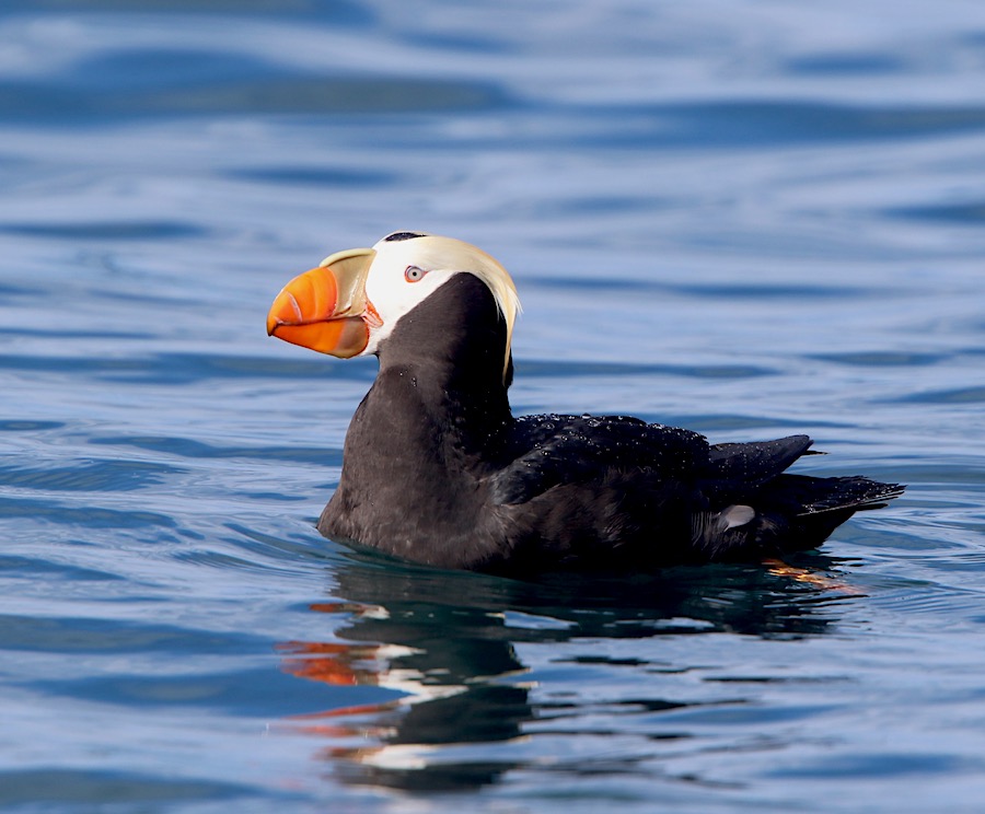 Image for Gavin Bieber reports from Alaska