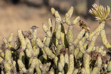 Image for John Muddeman reports from the Canary Islands