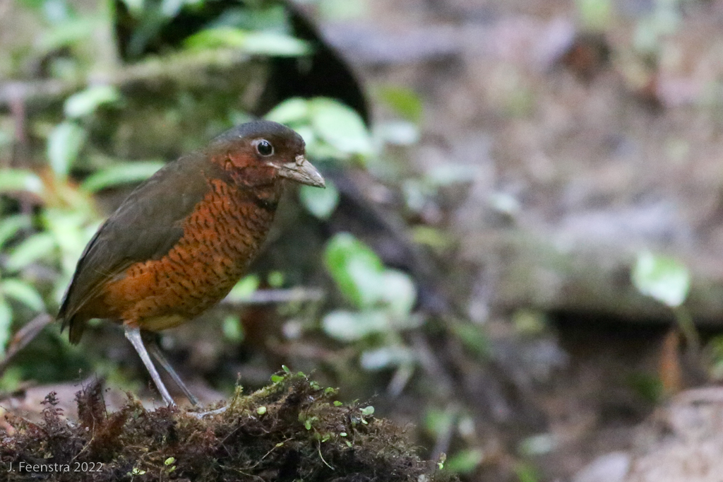 Image for Jon Feensta recently led a fantastic trip to the Mindo area of Ecuador