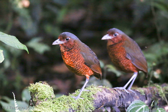 Image for Jon Feenstra on his just- completed tour, Ecuador: Mindo and the Northwest Andes