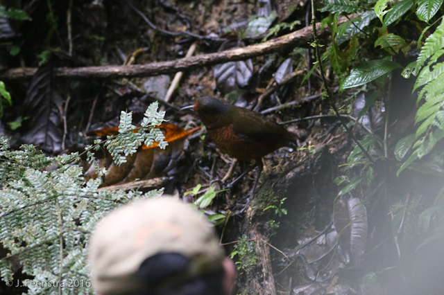 Image for Jon Feenstra on his just-completed tour, Ecuador: Mindo and the Northwest Andes