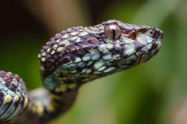 Image for Susan Myers shares her love of reptiles and amphibians