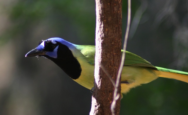 Image for Gavin Bieber on his just-completed tour, Texas: The Rio Grande Valley in Spring