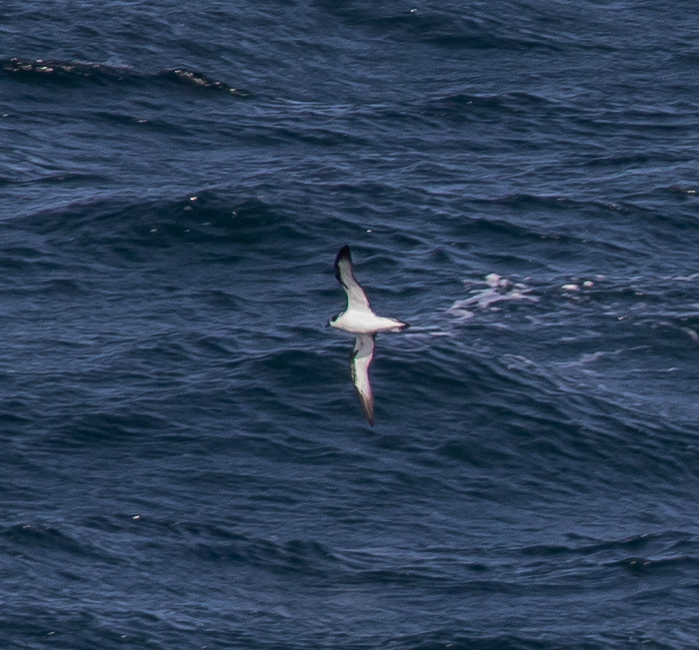 Image for Syke Haas reports "from the waves" off the West Coast of the US: